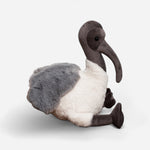 Ibis